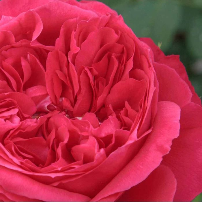 RUBAN ROUGE® / ELBJUWEL® Meiprehmyr